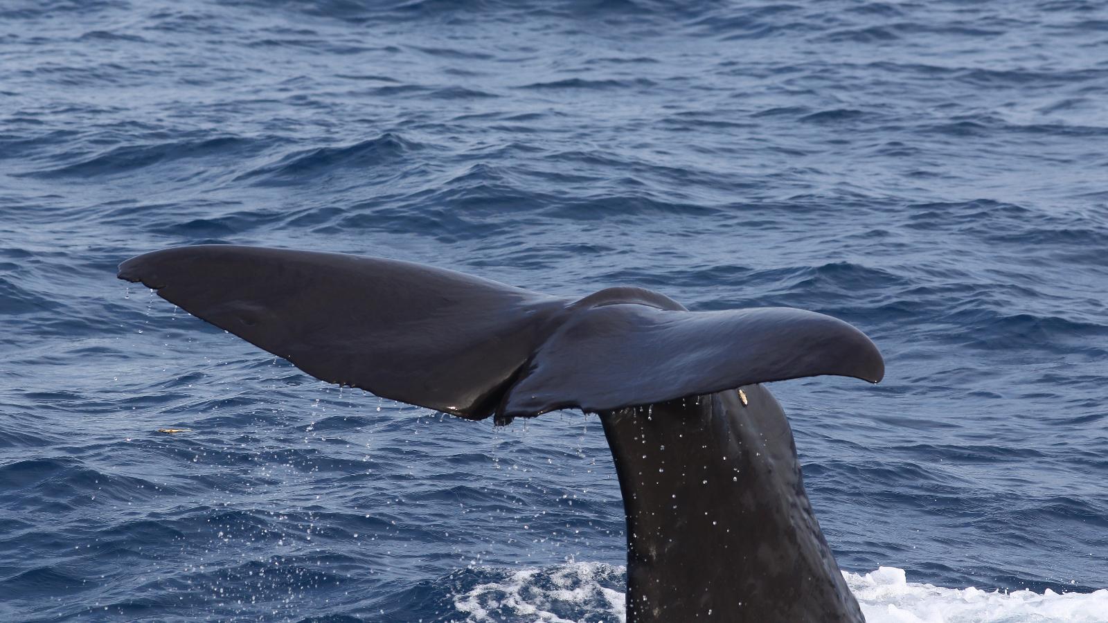 幫抹香鯨找到回家的路